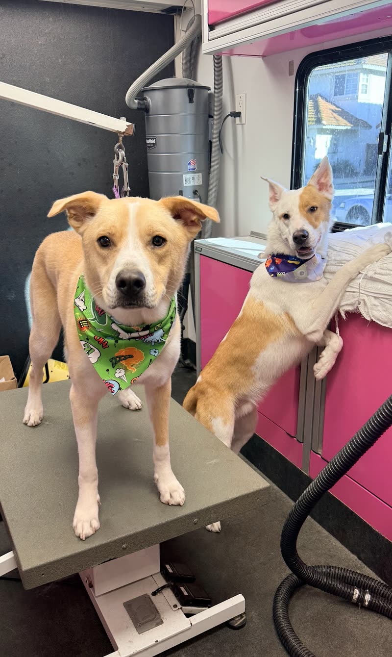 Two tan-and-white dogs in green bandanas on and beside the grooming table in the van, with the vacuum hose and equipment behind them
