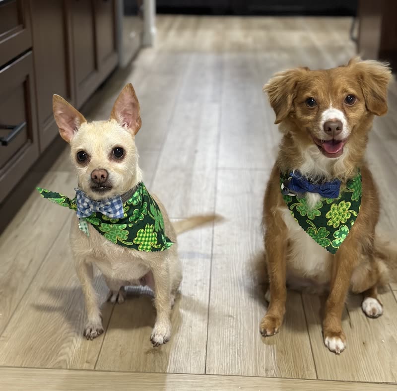 A cream Chihuahua and a tan-and-white spaniel-cross sitting side by side in matching green bandanas