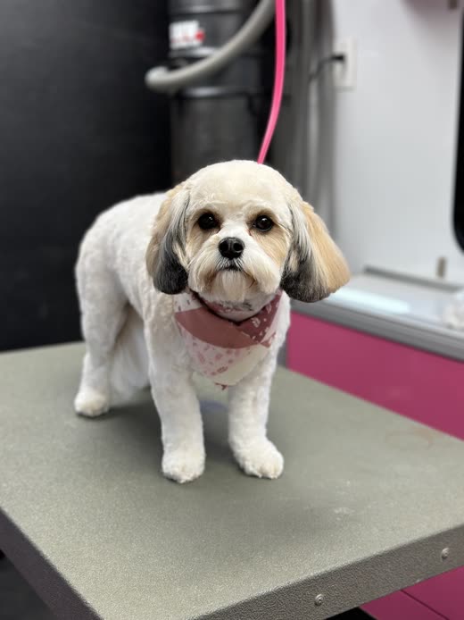 A white and cream Shih Tzu-cross with a rounded teddy-bear face trim standing on the grooming table