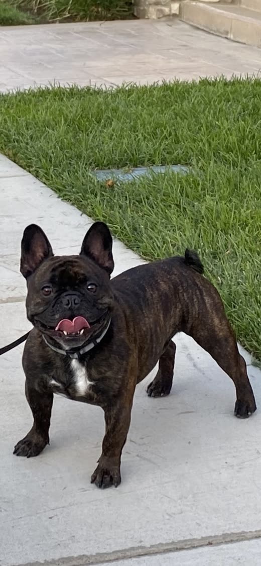 A brindle French Bulldog with a short shiny coat standing on a path beside a lawn
