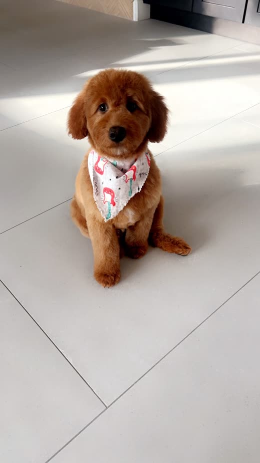 A red Cavapoo puppy in a floral bandana sitting on a tiled floor after a groom